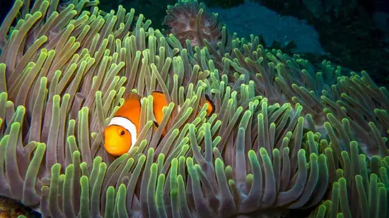 Os peixes dormem