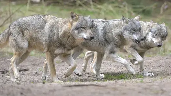 mentalidade Wolfpack