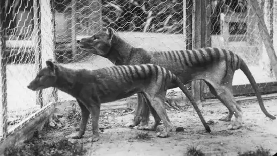 tigre da Tasmânia
