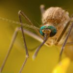 1653945809_3-minScienceMosquitoes-use-red-colors-and-human-breath-to-choose