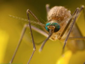1653945809_3-minScienceMosquitoes-use-red-colors-and-human-breath-to-choose