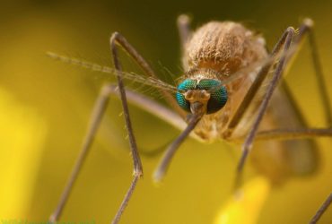 1653945809_3-minScienceMosquitoes-use-red-colors-and-human-breath-to-choose