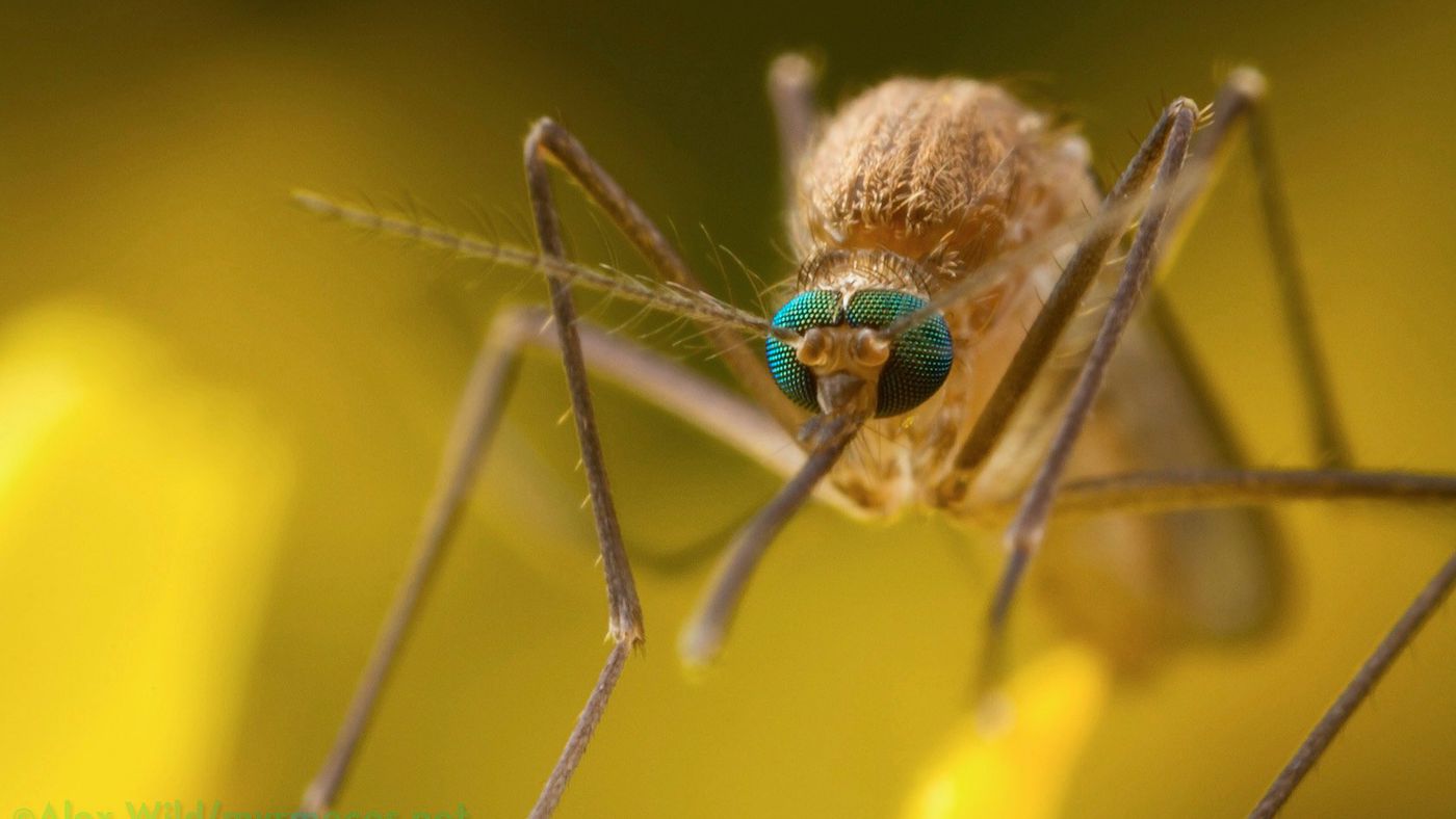 1653945809_3-minCienciaLos mosquitos-usan-los-colores-rojos-y-el-aliento-humano-para-elegir