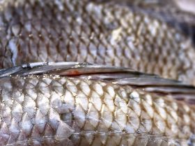 1653947733_7-minHealthDoctors-use-tilapia-skin-to-perform-vaginal-reconstruction-in