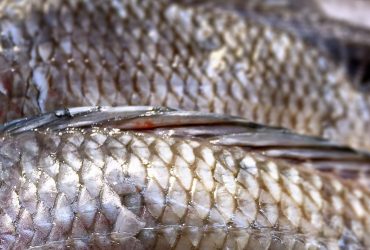 Médicos usam pele de tilápia para fazer reconstrução vaginal em raras pacientes 1 1653947733_7-minHealthDoctors-use-tilapia-skin-to-perform-vaginal-reconstruction-in