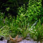 1654111812 1 hourScientists discover worlds largest plant 180 km long