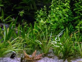 Cientistas descobrem a maior planta do mundo, com 180 km de extensão 4 1654111812 1 hourScientists discover worlds largest plant 180 km long