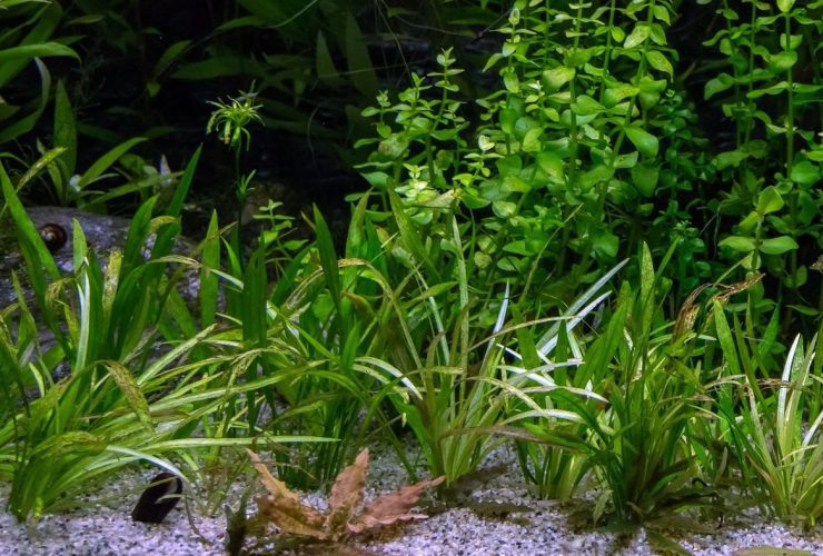1654111812 1 hourScientists discover worlds largest plant 180 km long