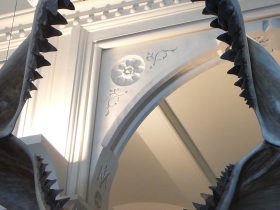 Grandes tubarões brancos podem ter contribuído para a extinção do megalodonte, diz estudo 3 1654174217 Great White Sharks May Have Contributed to Megalodon Extinction Study