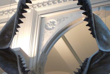 Grandes tubarões brancos podem ter contribuído para a extinção do megalodonte, diz estudo 10 1654174217 Great White Sharks May Have Contributed to Megalodon Extinction Study
