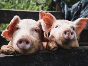 Cientistas fazem a primeira clonagem de porco 100% robótica 6 1654179975_6-minScienceScientists-make-the-first-100-robotic-pig-cloning