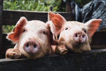 Cientistas fazem a primeira clonagem de porco 100% robótica 3 1654179975_6-minScienceScientists-make-the-first-100-robotic-pig-cloning