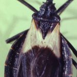 1654205904_8-minHealthArtificial-intelligence-helps-detect-Chagas-disease-by-cell-phone