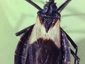 1654205904_8-minHealthArtificial-intelligence-helps-detect-Chagas-disease-by-cell-phone