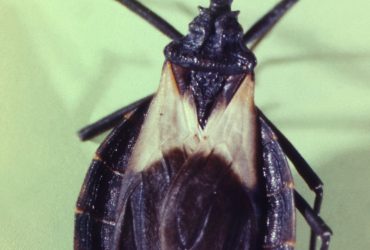 Inteligência artificial ajuda a detectar doença de Chagas por fotos de celular 3 1654205904_8-minHealthArtificial-intelligence-helps-detect-Chagas-disease-by-cell-phone