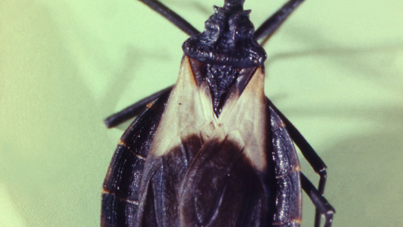 Inteligência artificial ajuda a detectar doença de Chagas por fotos de celular 1 1654205904_8-minHealthArtificial-intelligence-helps-detect-Chagas-disease-by-cell-phone