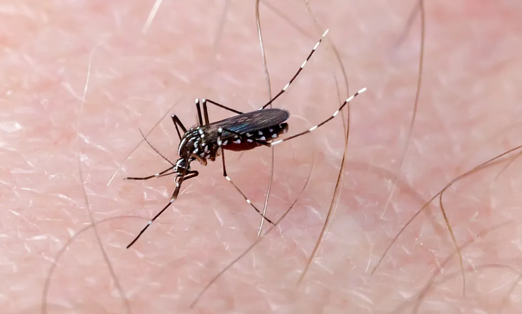 2-hoursHealthGenetic-modification-reduces-population-of-dengue-mosquitoes-in-the