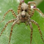 4-minScience-Dance-of-mating-wolf-spider-conquers-females-with
