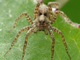 “Dança” do acasalamento: aranha-lobo conquista fêmeas com batidas ritmadas 3 4-minScience-Dance-of-mating-wolf-spider-conquers-females-with