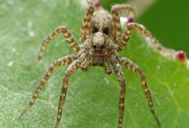“Dança” do acasalamento: aranha-lobo conquista fêmeas com batidas ritmadas 8 4-minScience-Dance-of-mating-wolf-spider-conquers-females-with