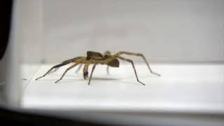 4-minScience-Dance-of-mating-wolf-spider-conquers-females-with