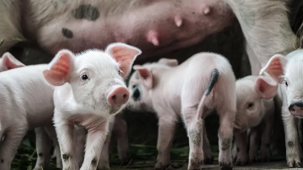 6-minScienceScientists-make-the-first-100-robotic-pig-cloning