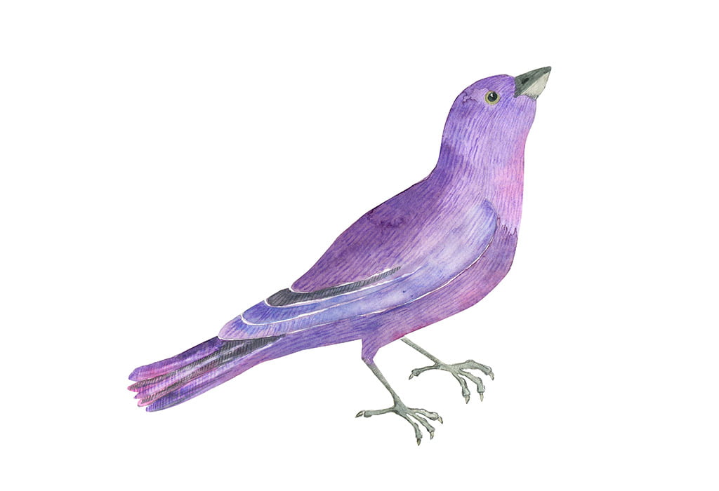 Coisas que são de cor roxa 27 Animals-And-Birds-That-Are-Purple