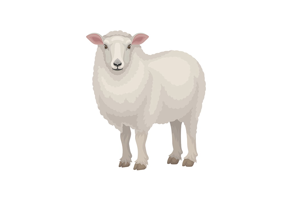 Coisas que são brancas para crianças 28 Animals-That-Are-White-Sheep