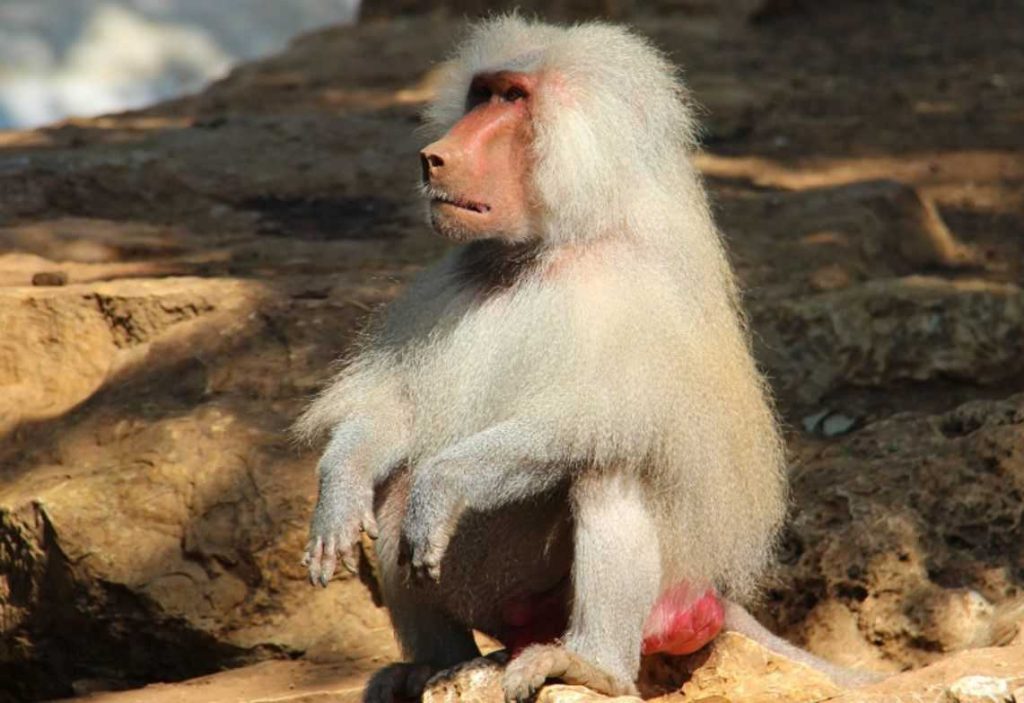 Babuino Hamadryas Macacos da bunda vermelha