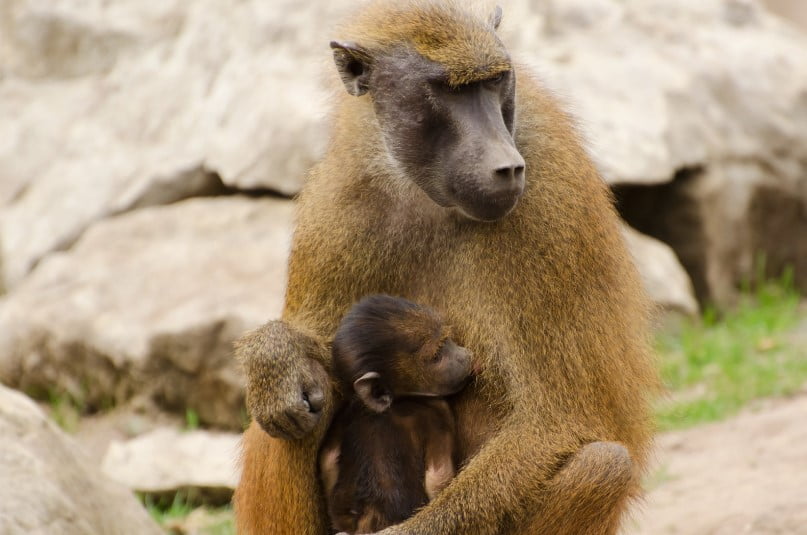 Babbuino della Guinea Scimmie dal sedere rosso