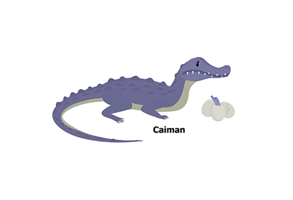 Nomes de répteis para crianças 30 Caimans