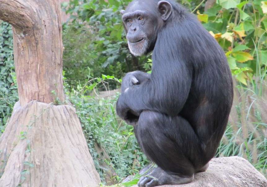 Chimpanzé