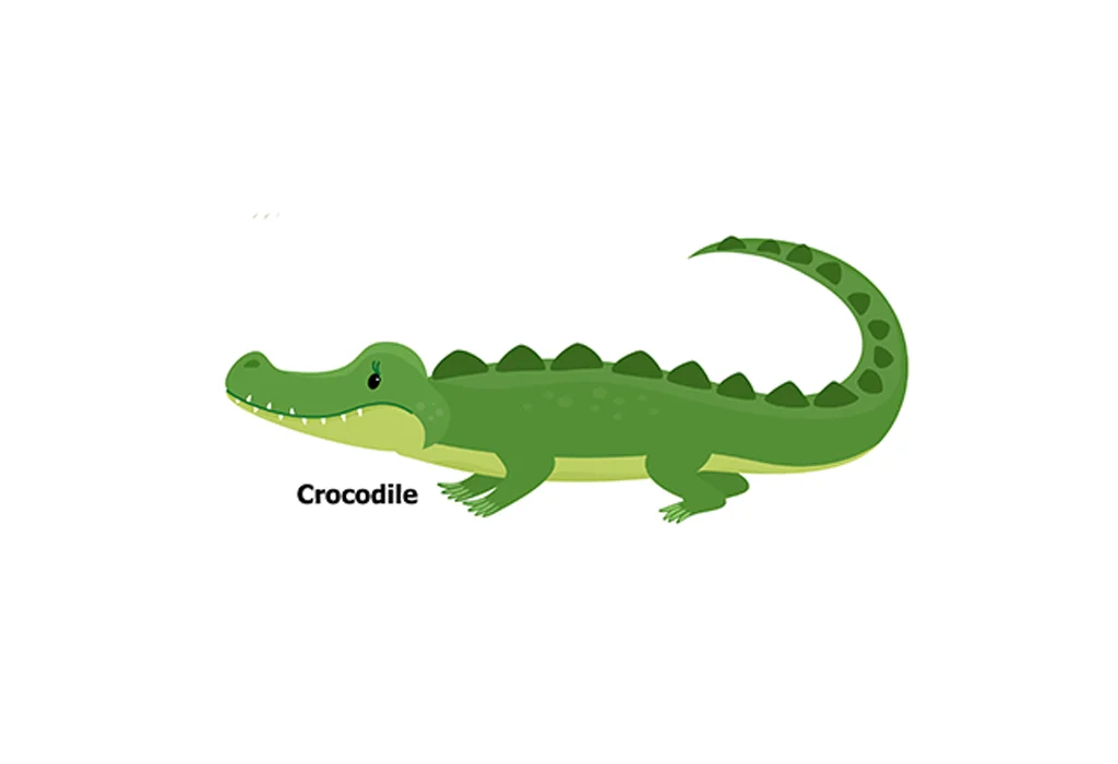Nomes de répteis para crianças 26 Crocodile