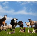 Domestic-Animal-Names-In-English-For-Kids-696x476