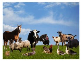 Domestic-Animal-Names-In-English-For-Kids-696x476