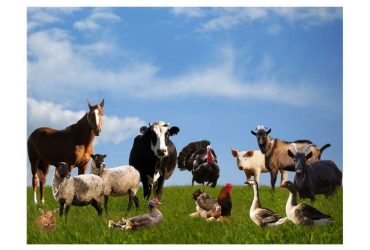 Domestic-Animal-Names-In-English-For-Kids-696x476