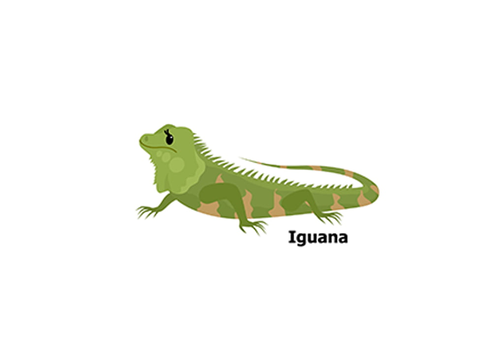 Iguane vert