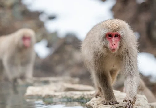 Lista dos 10 Macacos da bunda vermelha na Terra 30 Macaco Japones