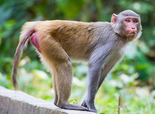 Macaco Rhesus Macacos da bunda vermelha