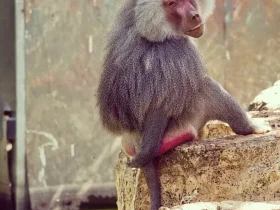 Macacos da bunda vermelha