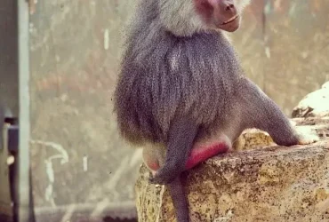 Lista dos 10 Macacos da bunda vermelha na Terra 7 Macacos da bunda vermelha