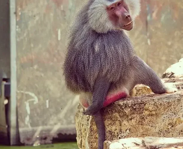 Macacos da bunda vermelha