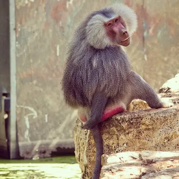 Macacos da bunda vermelha