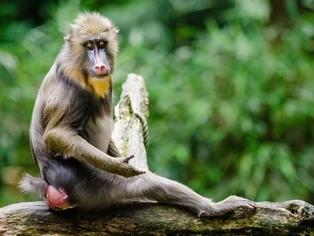 Lista dos 10 Macacos da bunda vermelha na Terra 26 Mandril