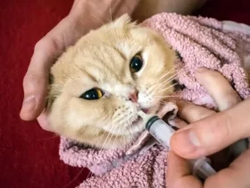 Dipirona para gatos