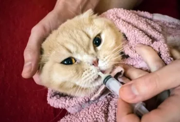 Dipirona para gatos: Dosagem, Usos e Disponibilidade 7 Dipirona para gatos