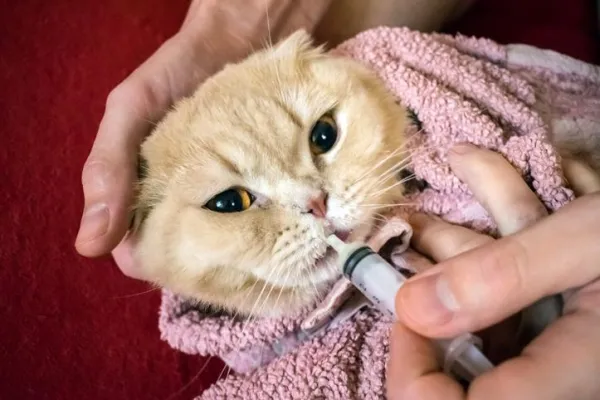 Dipirona para gatos: Dosagem, Usos e Disponibilidade 1 Dipirona para gatos
