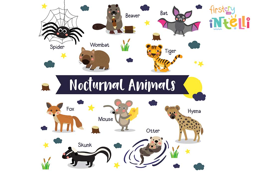 Nocturnal-Animals-List