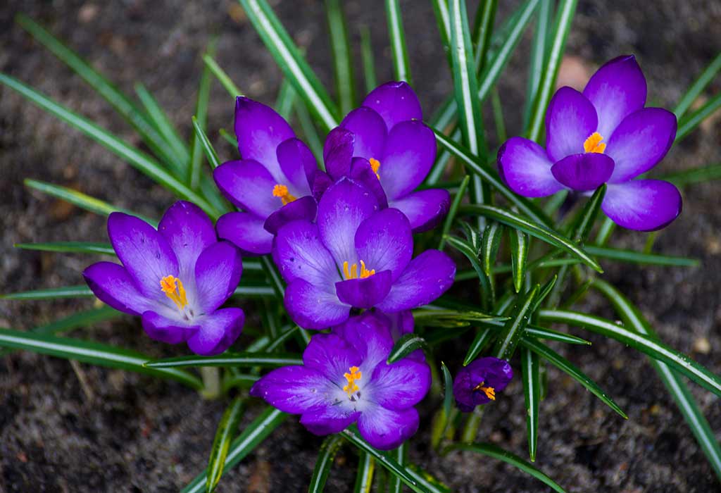 Coisas que são de cor roxa 29 Plants-That-Are-Purple