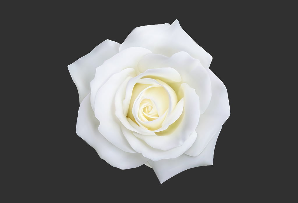Coisas que são brancas para crianças 30 Plants-That-Are-White-Rose